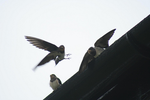 Swallow feeding its young Swallow feeding its young