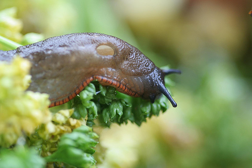 Slug Slug