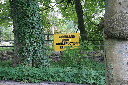 Woodland Under Construction