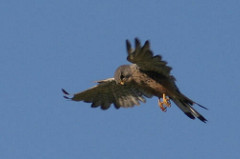 Kestrel