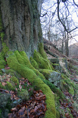Mossy tree roots near Alcomden Water Mossy tree roots near Alcomden Water