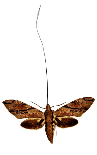 Xanthopan morganii praedicta