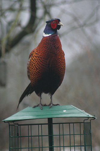 Pheasant on my bird table Pheasant on my bird table