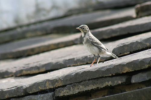 Pied wagtail fledgling Pied wagtail fledgling