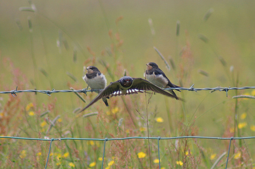 Young swallows in my garden Young swallows in my garden