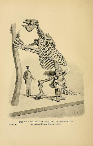 Megatherium americanum Megatherium americanum