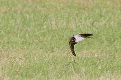 Swallow