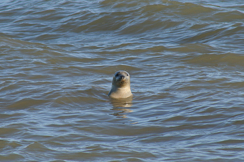 Grey Seal, Anglesey Grey Seal, Anglesey
