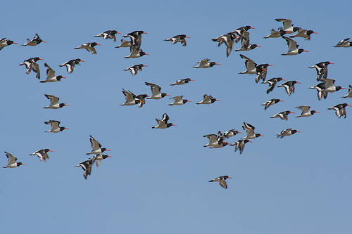 Oystercatchers, Anglesey Oystercatchers, Anglesey