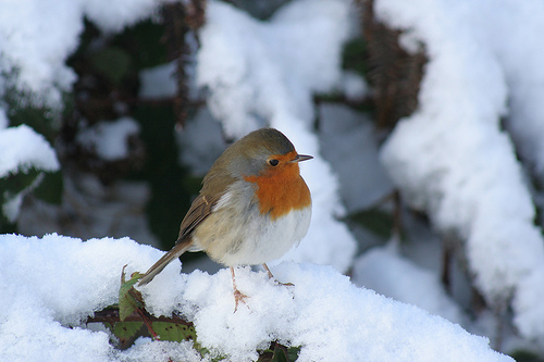 Robin Robin