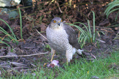 Sparrowhawk
