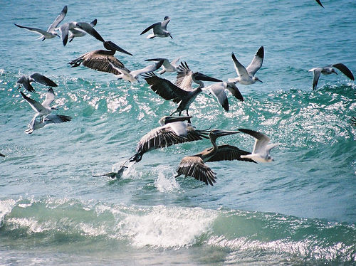 Pelicans taking off