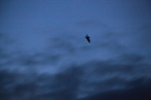 Bat above my back garden Bat above my back garden