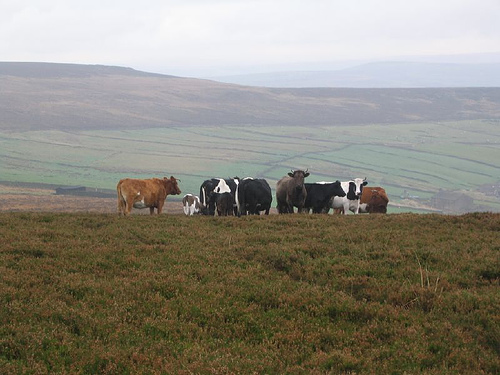 Cows on moor Cows on moor