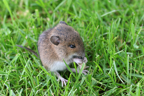 Woodmouse eating a slug in my garden