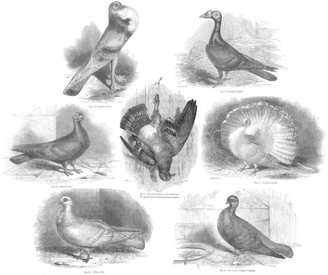 Pigeon breeds